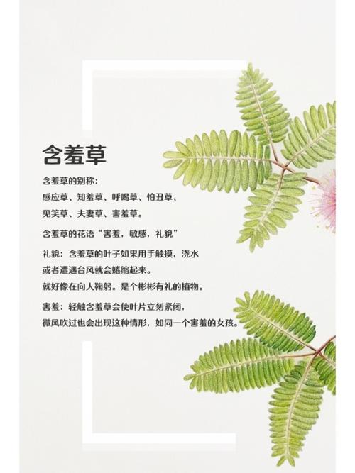 夏沫电影院的相关介绍