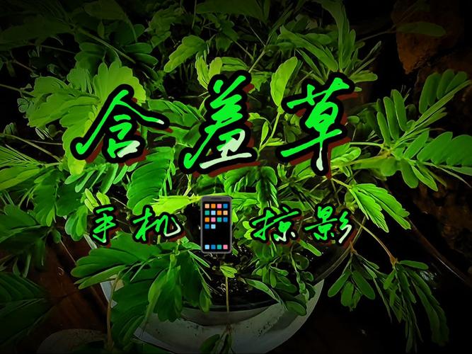 aaaaaa内射大片毛片的相关介绍
